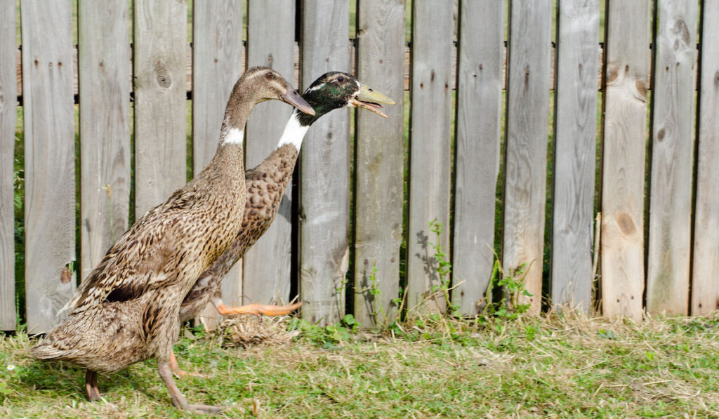 Couple of indian runner duck walking near the wooden fence