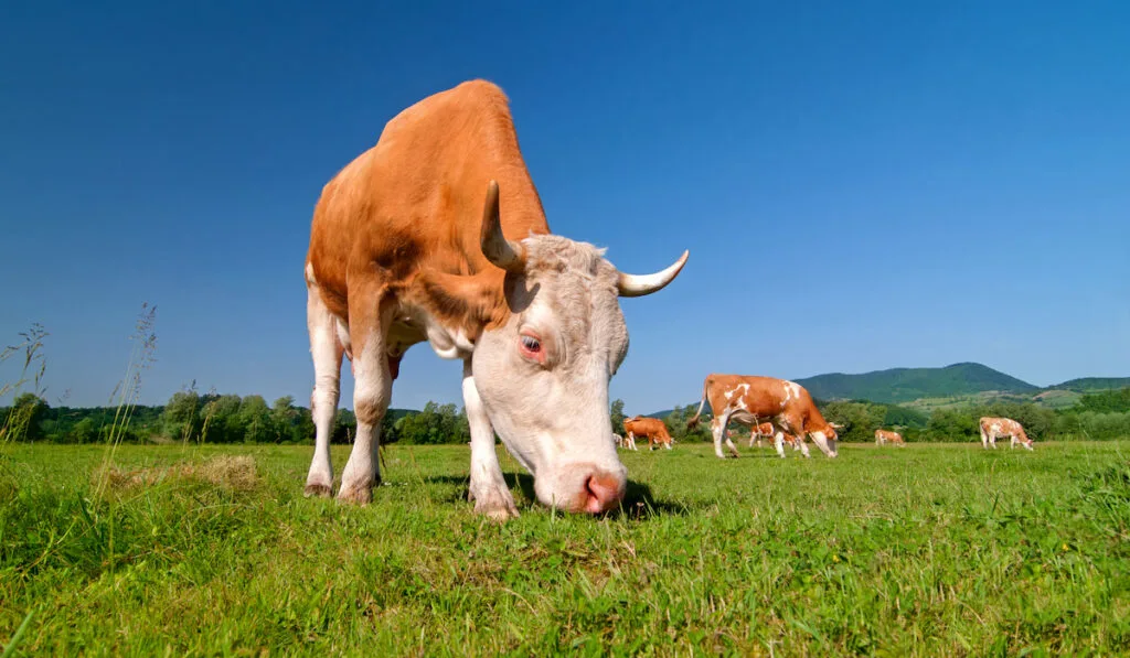 Cow grazing in a field on a bright sunny day