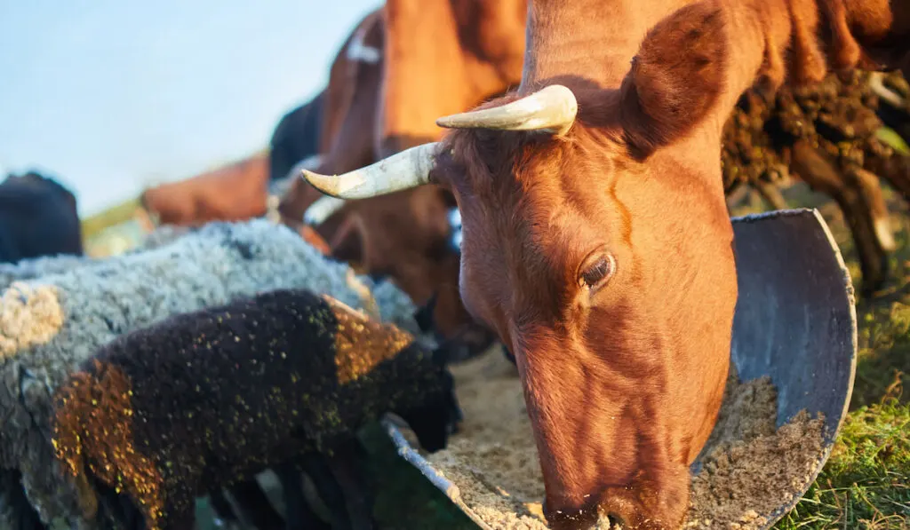 Cows and sheep eating grain on the farm