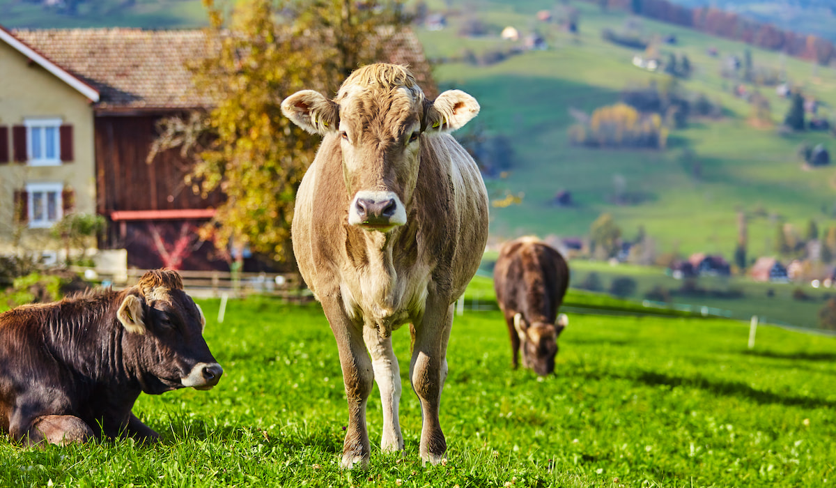 Can Cows Eat Oranges? Farmhouse Guide
