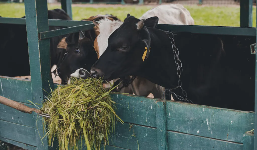 Cows eating grass in stall at farm