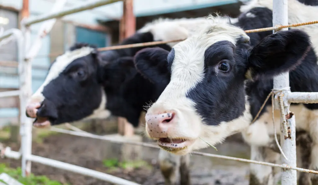 Cows in farm