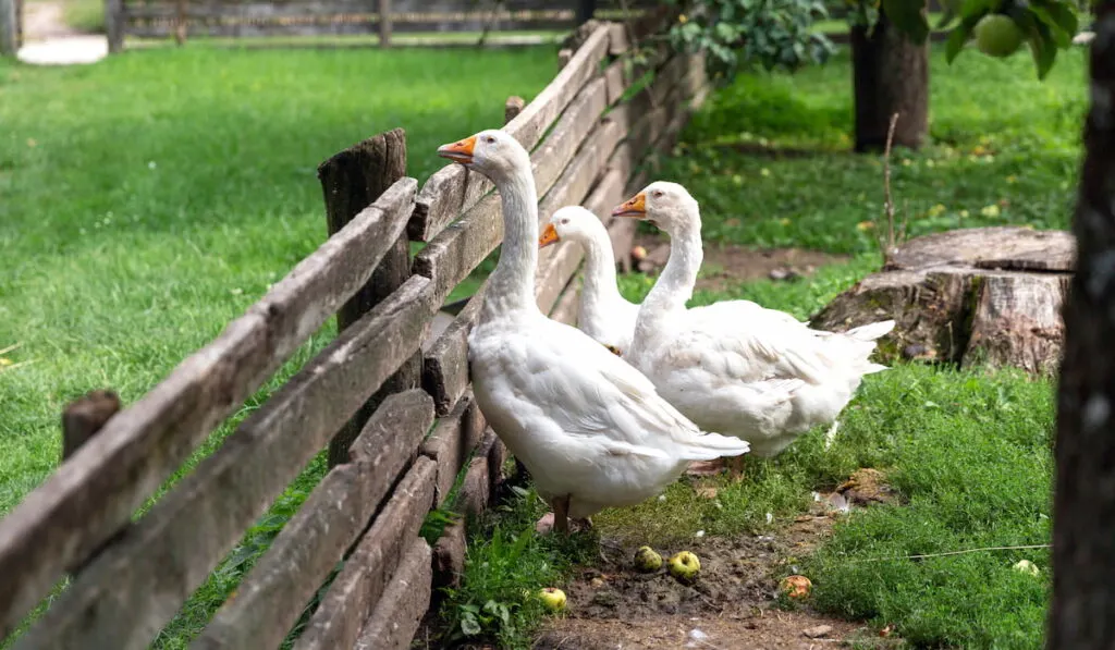 Curious geese looking from behind the wooden fence