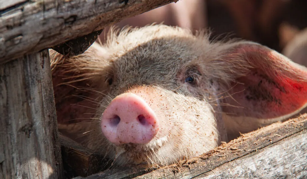 cute pig peeking outside from his pig pen