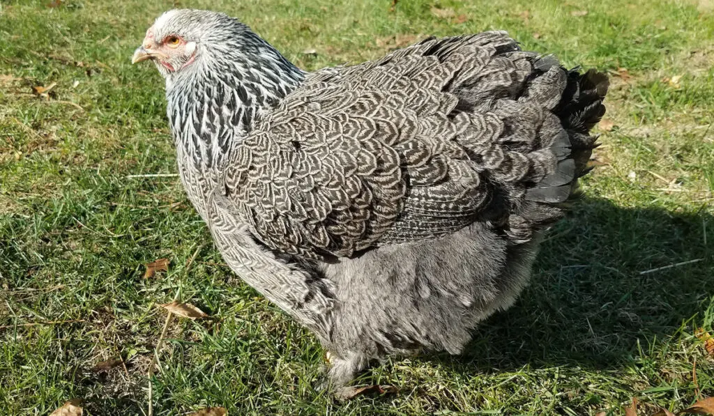 Dark brahma chicken on grass background