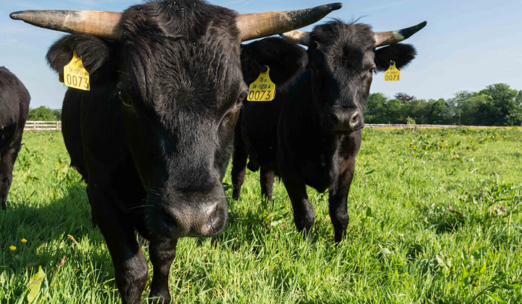 Dexter cows on grassland