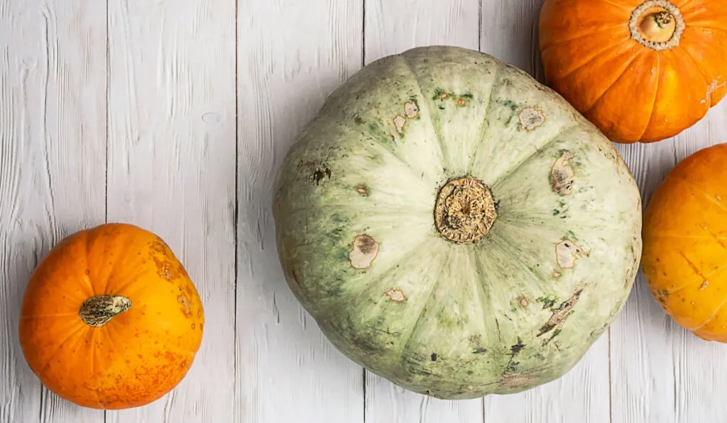 Different color vibrant pumpkins on wooden background