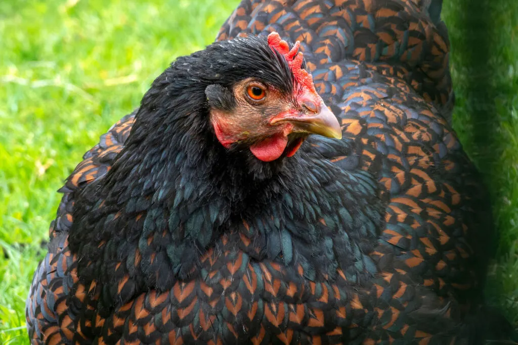 double laced barnevelder hen