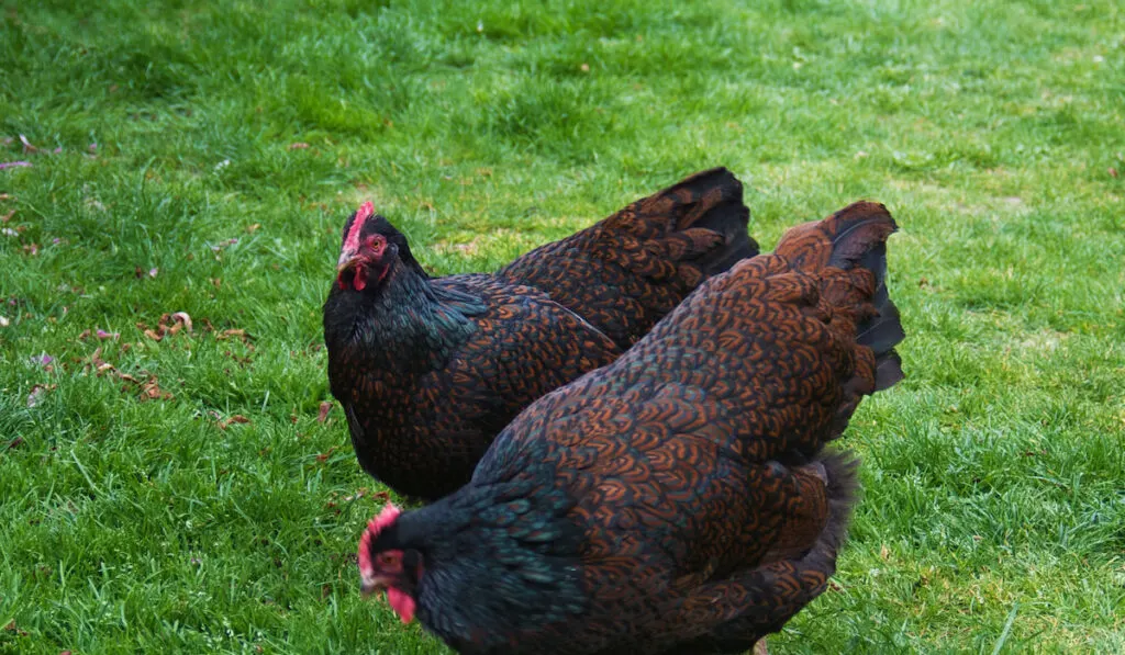 double laced barnevelder female chickens standing in the grass