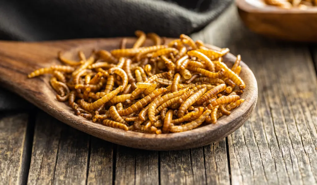 Dried mealworms on a wooden spoon on wooden table