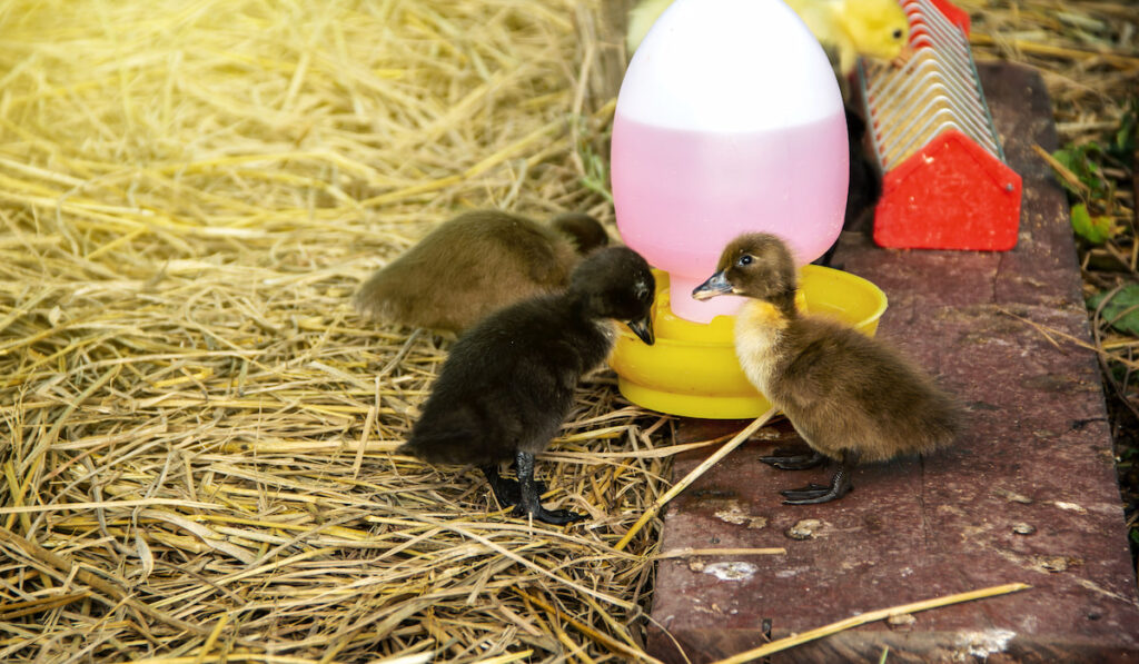 khaki campbell ducklings eating feed and drinking water with vitamins in a chick drinker container