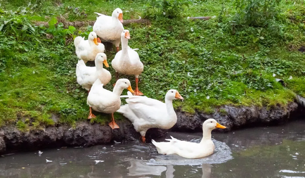 Ducks and goose with orange beaks and paws going in an artificial pond with muddy water on a summer day at a farm yard.