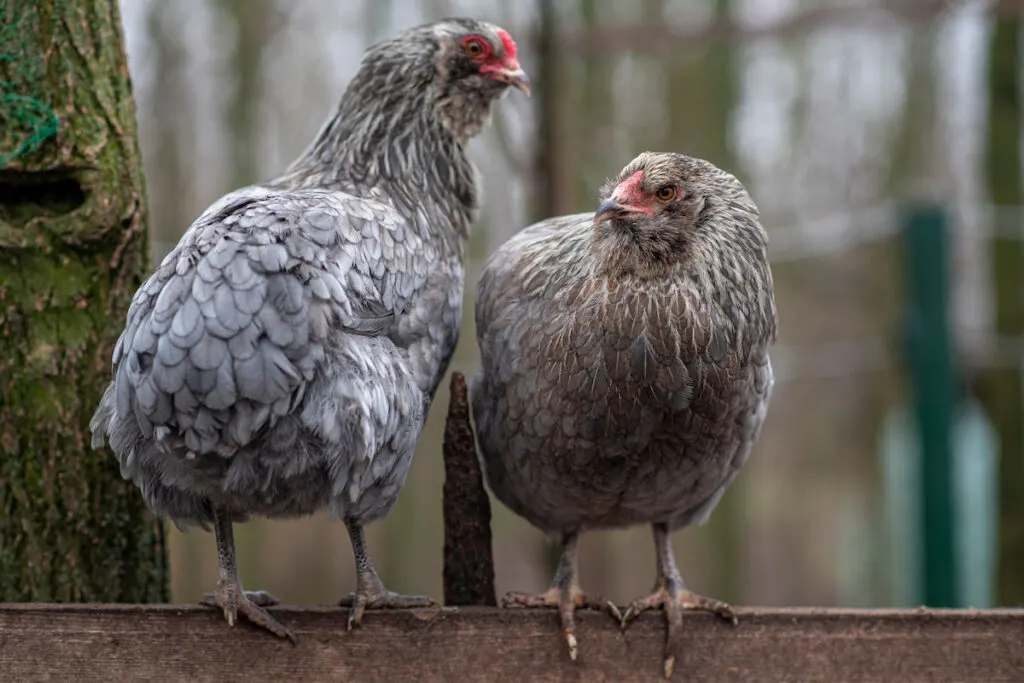 Easter egger and araucana chicken on a farm