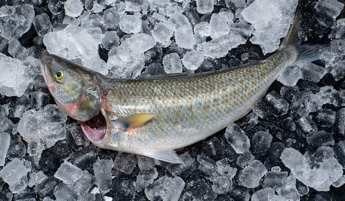 5 Fishes With Long Names - Farmhouse Guide