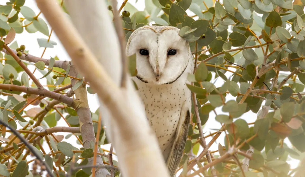 Eastern barn owl on a tree branch in south australia