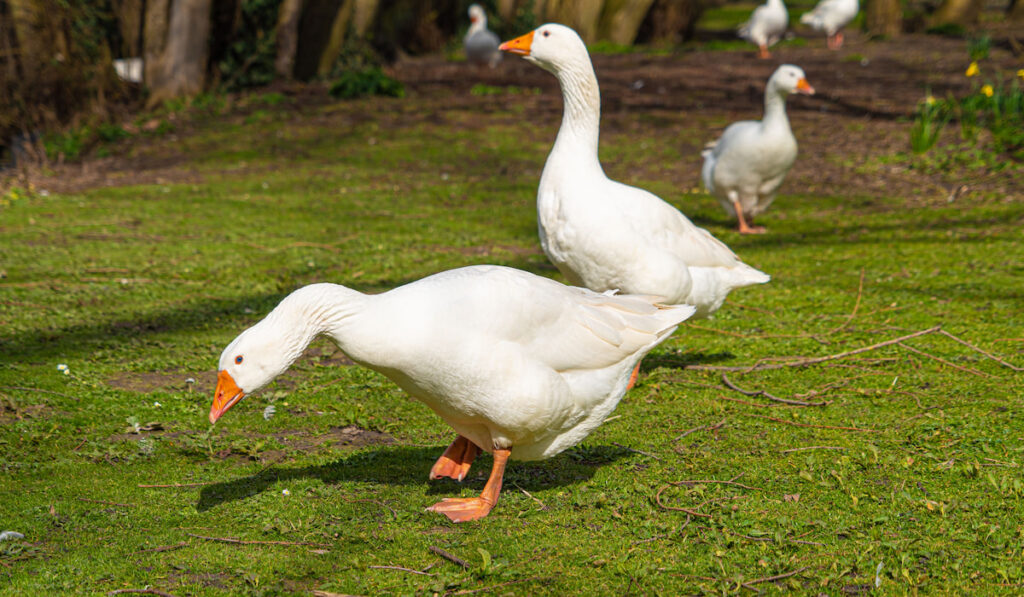 emden geese on free range
