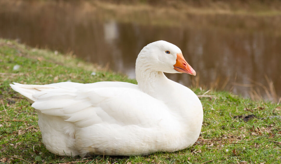 Emden Goose Breed Profile - Farmhouse Guide