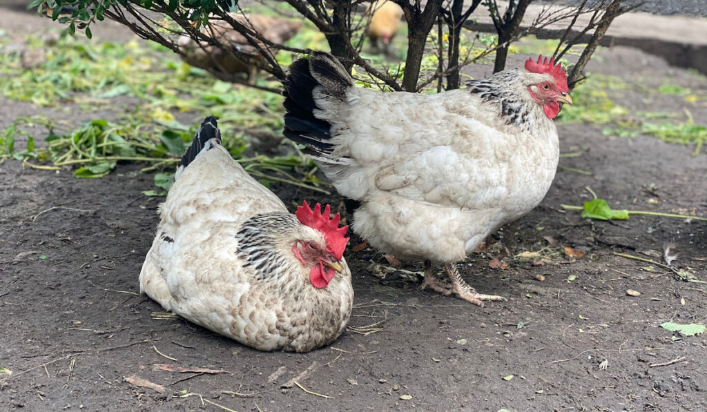 English sussex chickens resting under small plant