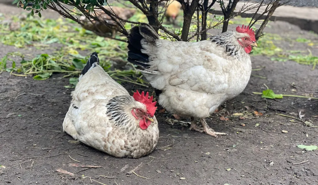 English sussex chickens resting under small plant