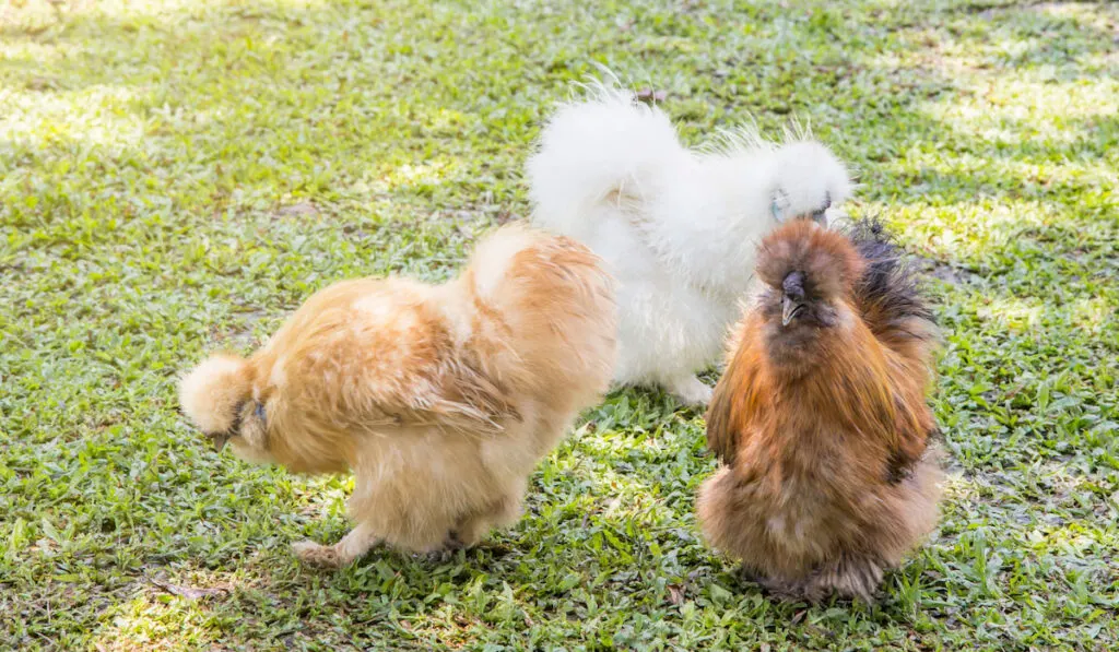 fancy silkie chicken on a green lawn 