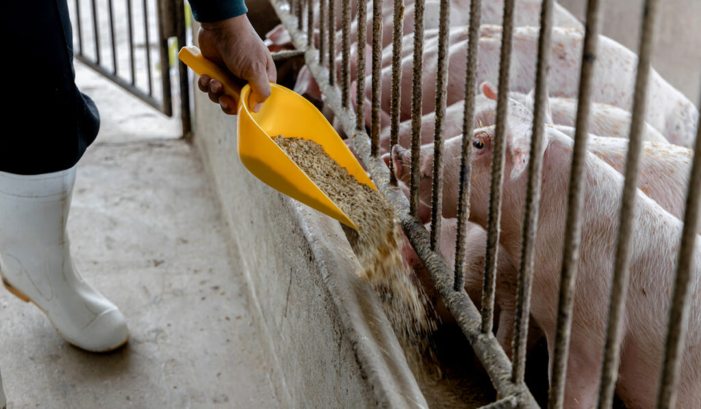 farmer feeding pigs in organic rural farm 