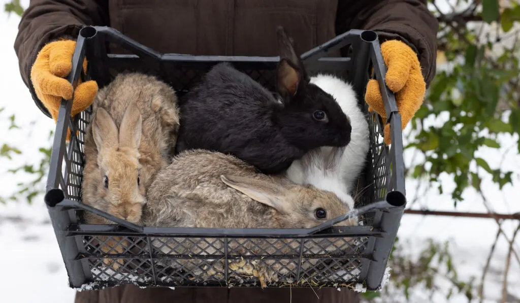 Farmer holding basket with different color of rabbits