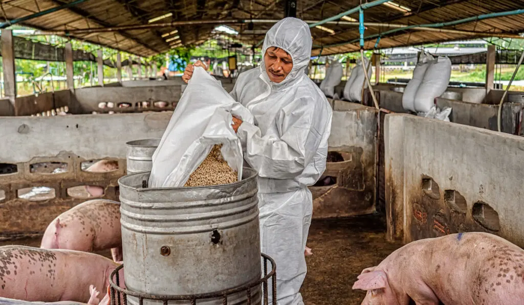 farmer in uniform feeding the pigs in hog farm 