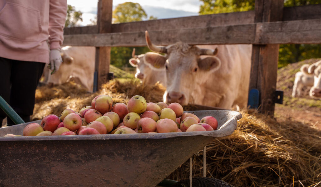 Farmer with wheelbarrow full of apples to be fed to the waiting cows in the background