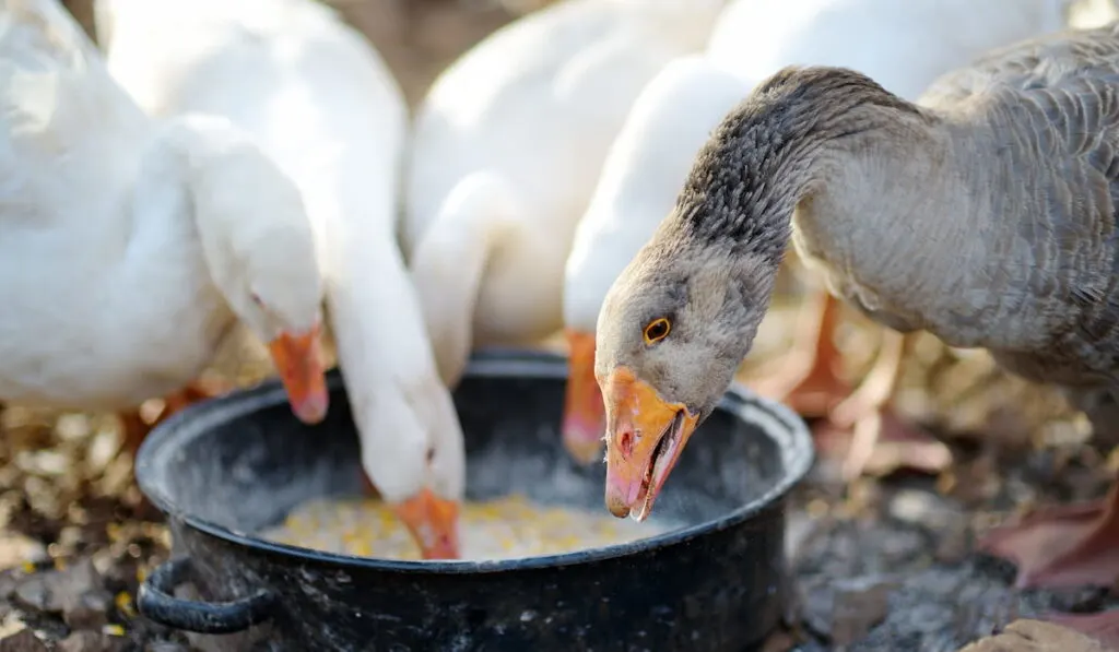 Feeding geese from bio organic food in the farm chicken coop