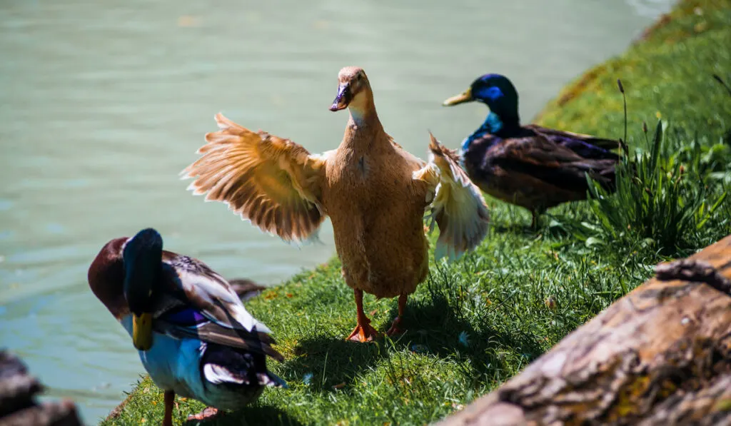 female khaki campbell duck stretching its wings near the pond with other ducks