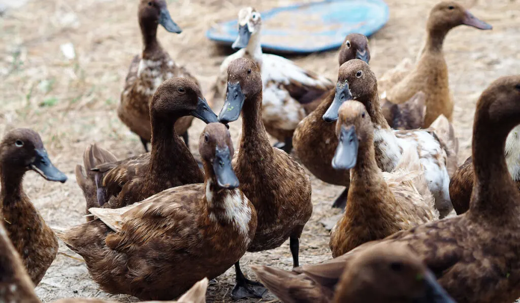female khaki campbell ducks outside in agricultural farm