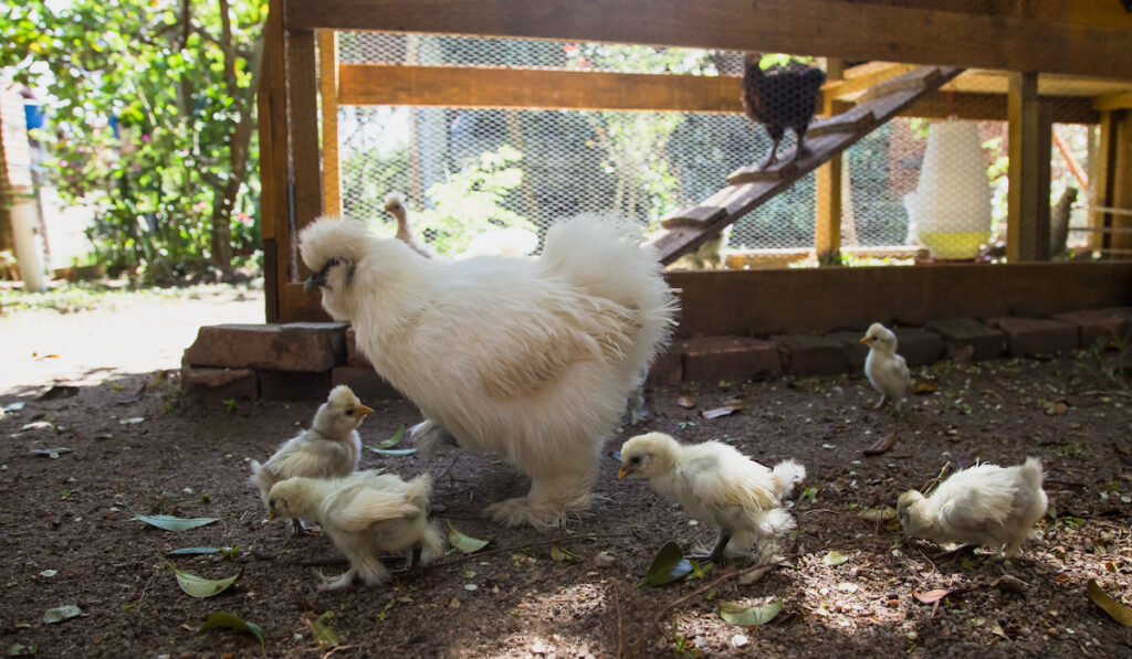 flock of newborn bantam silkie chicks with their mother in a garden outside a coop