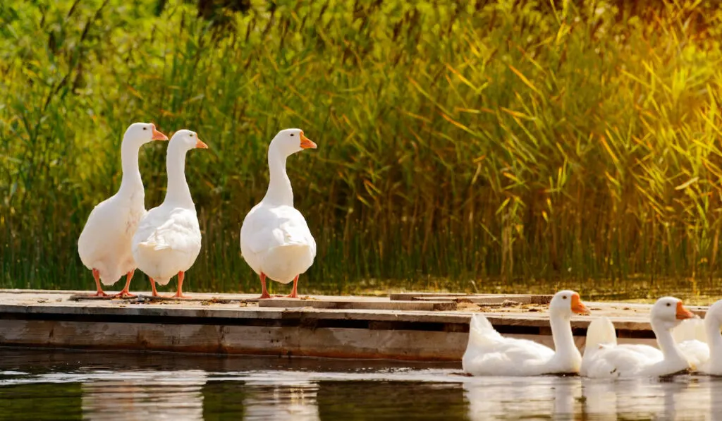 flock of domesticated geese on pasture next to a river