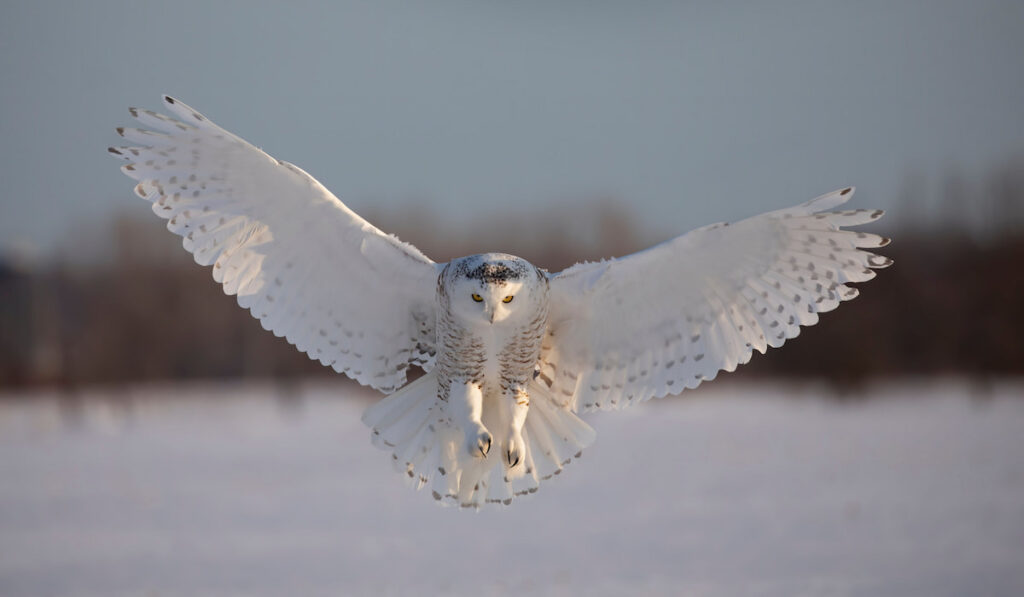 Flying Snowy owl