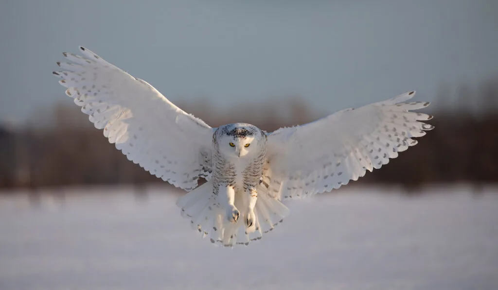 Barred Owl vs. Snowy Owl - Farmhouse Guide