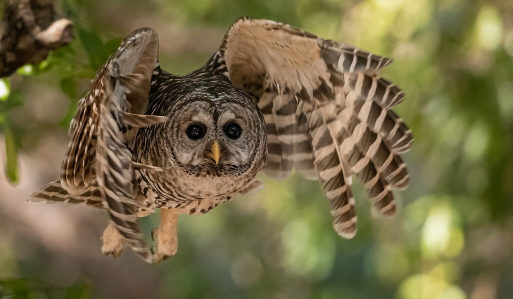 Flying barred owl in the Everglades National Park