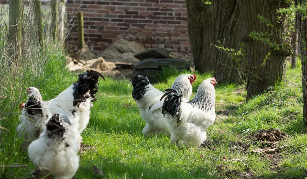 Free range Brahma chickens in the garden