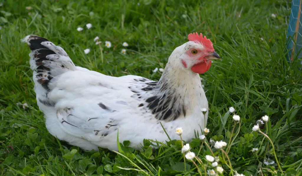 Free range sussex chicken sitting on the grass