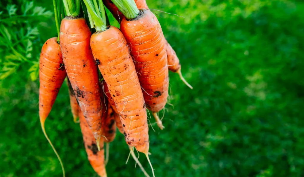 Fresh organic harvest of carrots 