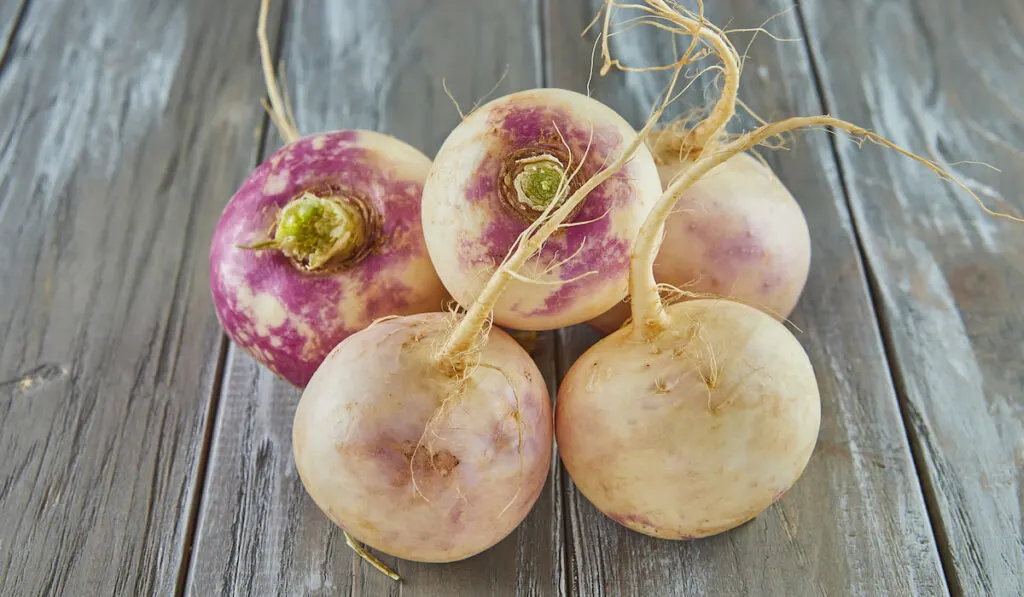 Fresh purple turnip stacked on wooden gray background
