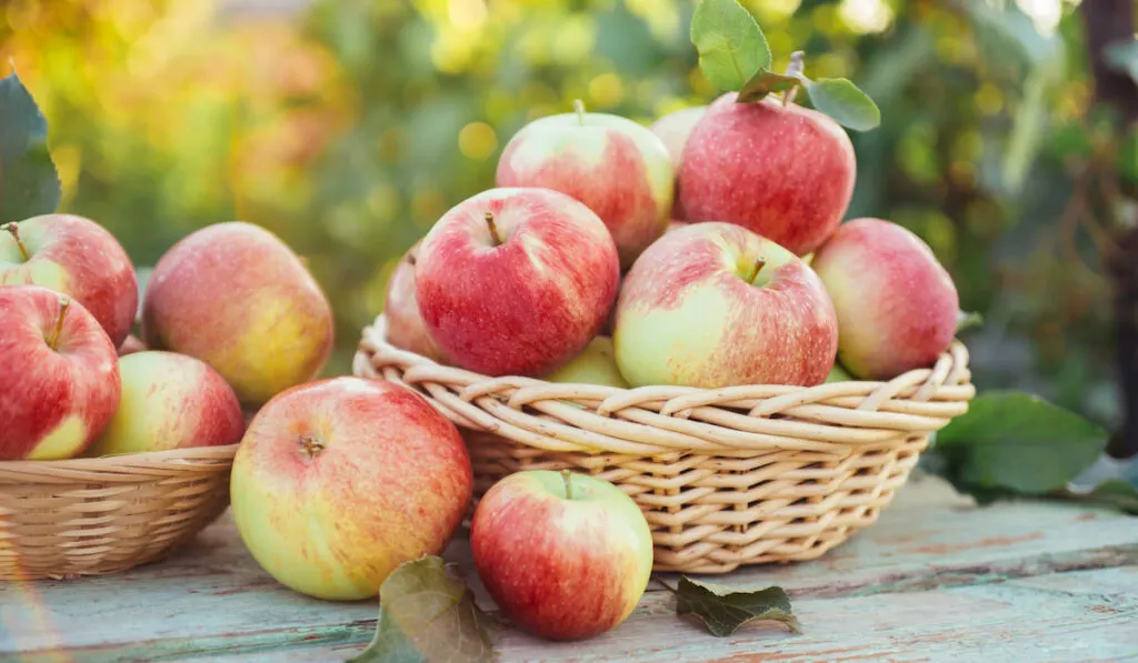 Freshly picked red apples in wooden baskets at the farm