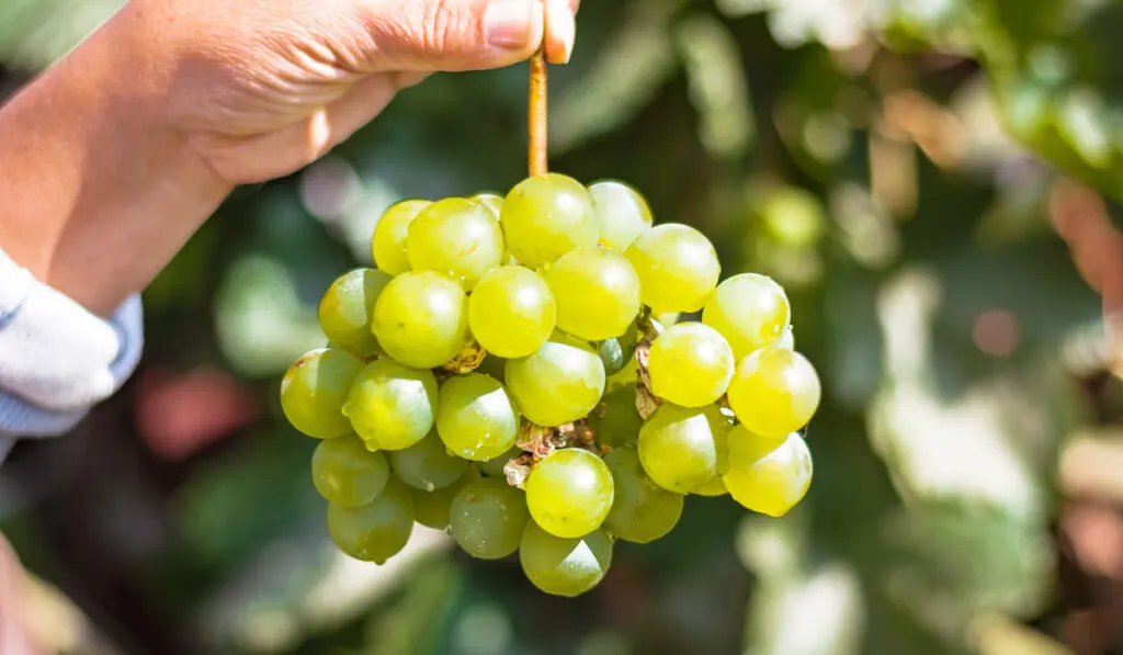 Freshly harvested grapes 