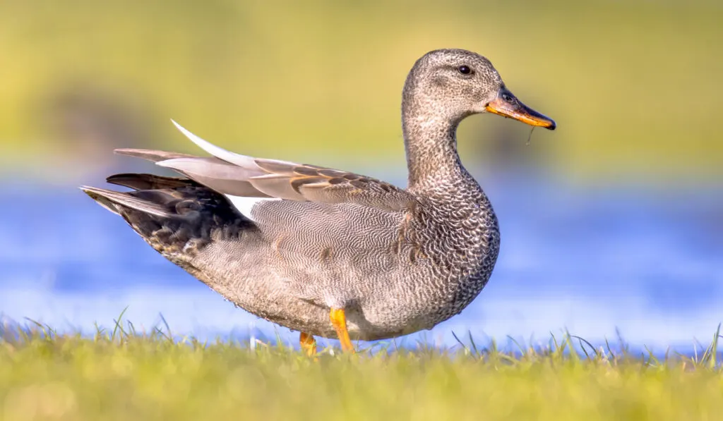 Gadwall duck in natural wetland habitat