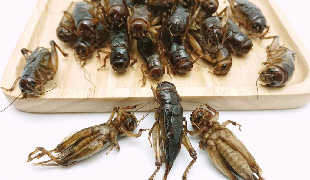 Giant cricket insects on wooden board 