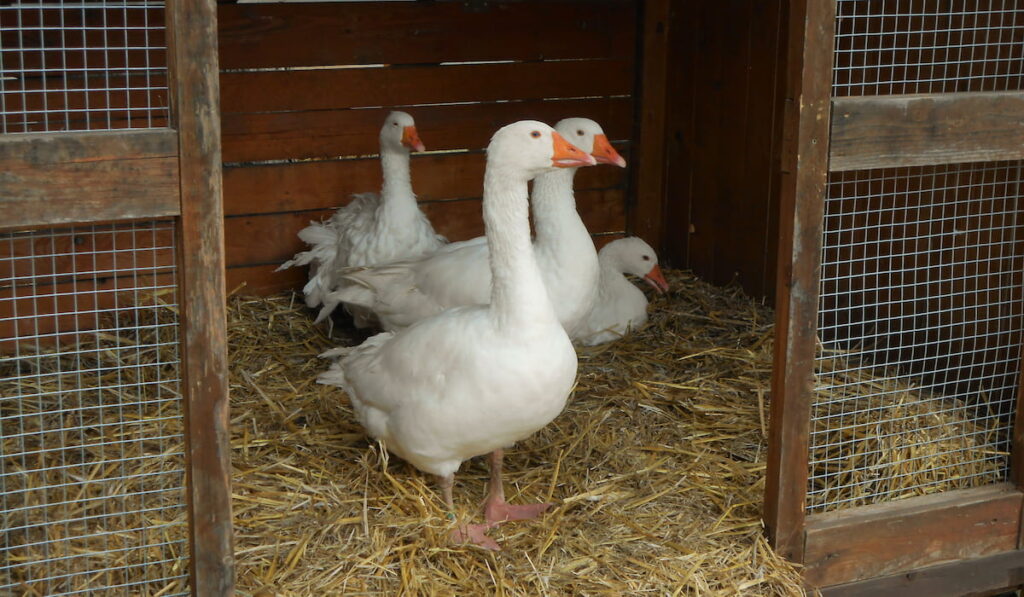 Gooses in cage with straw and opened door
