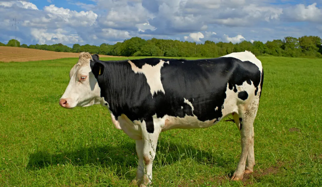 Grazing black and white holstein cow