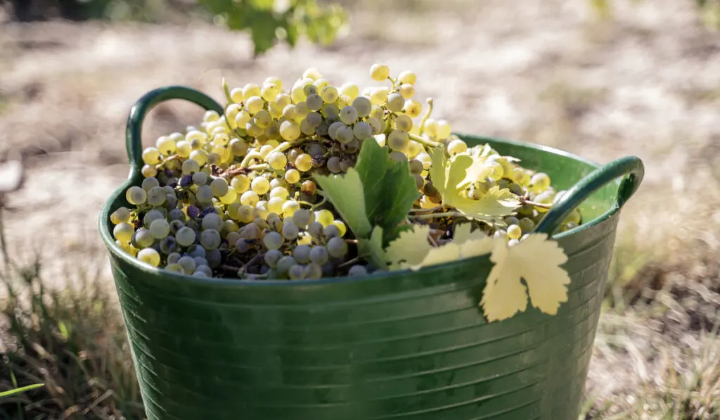 Green basket filled with fresh grapes