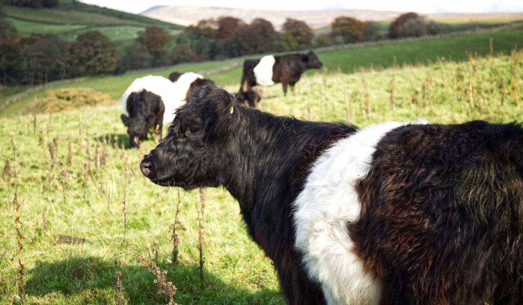 Group of Belted Galloway in meadow