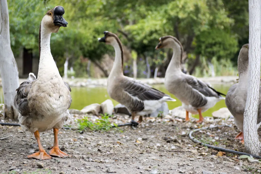 group of Chinese geese by the pond