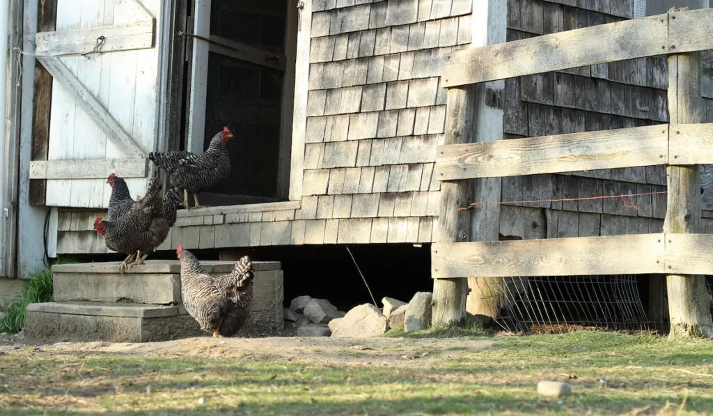 Group of Plymouth Rock Chickens near their coop